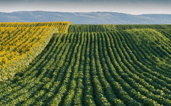 Campo di soia — Foto Stock