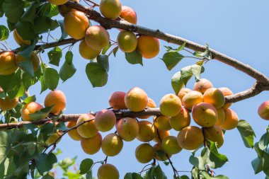 Olgun kayısı 