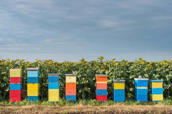 Beehives — Stock fotografie