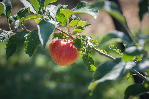 Apple on the branch — Stock Photo, Image