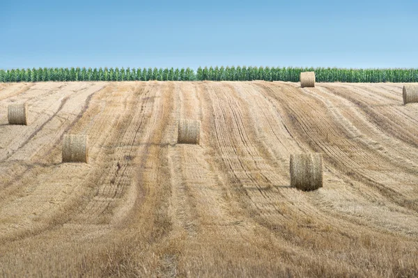 Pacas de paja en tierras de cultivo — Foto de Stock