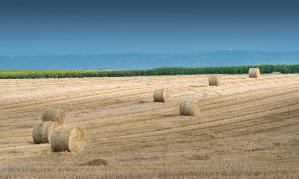 Halmbalar på jordbruksmark — Stockfoto