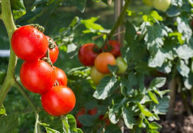 büyüme domates 