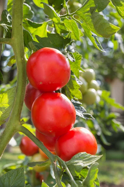 生长的西红柿 — 图库照片