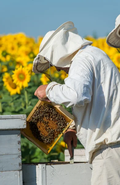 Apicoltore al lavoro — Foto Stock