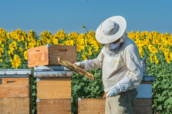 Bijenhouder aan het werk — Stockfoto