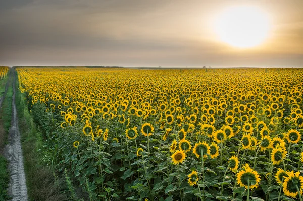 Campo de girasoles — Foto de Stock