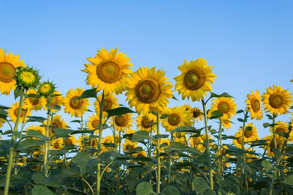 Sunflowers field — Stock Photo, Image