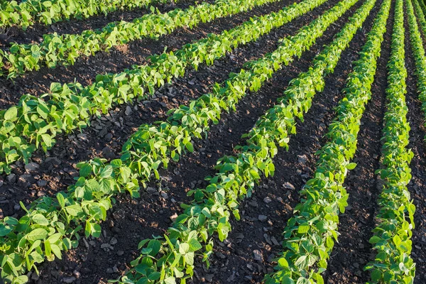 Soybean Field — Stock Photo, Image