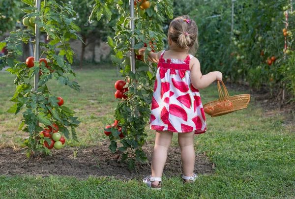 Małe dziewczyny wybrał pomidory — Zdjęcie stockowe