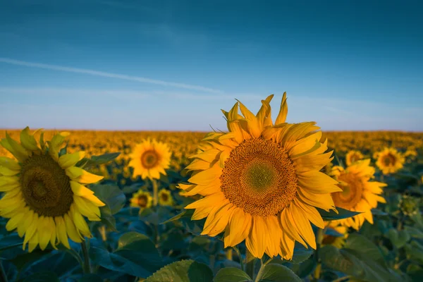 Ayçiçekleri — Stok fotoğraf