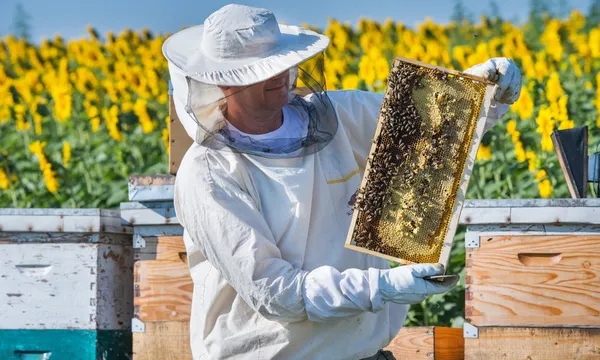 Bijenhouder aan het werk — Stockfoto