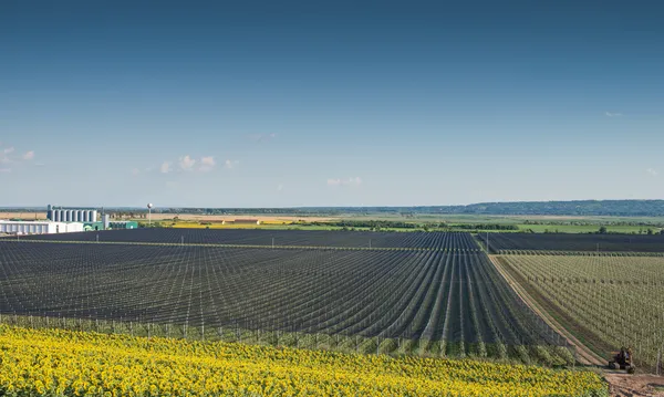 Äppelodling — Stockfoto