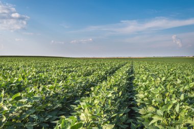 soya alan satırları