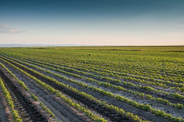 Soya tarlası 