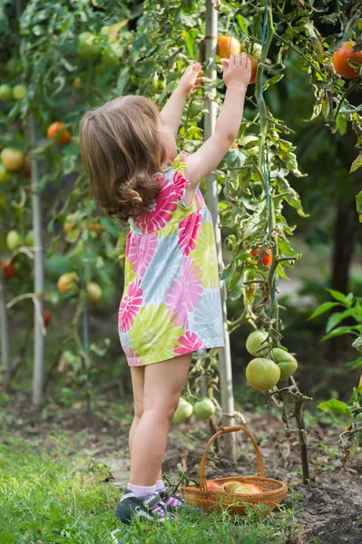 Kleine Mädchen — Stockfoto