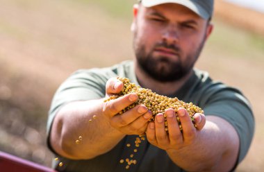 Traktör römorkunda elinde soya taneleri tutan çiftçi.