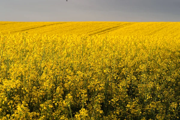 Spring Wavy Yellow Rapeseed Field Wavy Abstract Landscape Pattern Rural — Stock Photo, Image