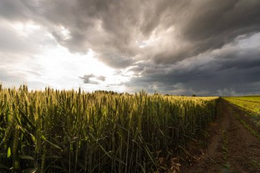 Gün batımında açık buğday tarlası. .
