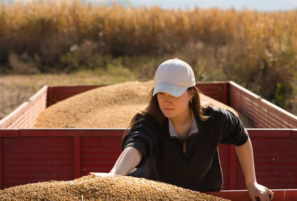 Een Jonge Boer Kijkt Naar Een Sojabonen Plant Tijdens Oogst — Stockfoto