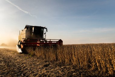 Gün batımında biraraya getirerek soya fasulyesi