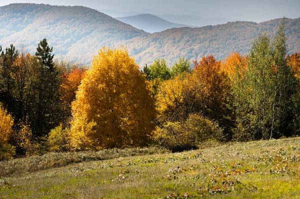 Ein Panoramafoto Des Waldes Herbst — Stockfoto