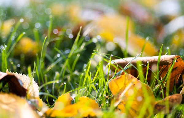 朝の露の閉鎖は緑の草の上に落ちる — ストック写真