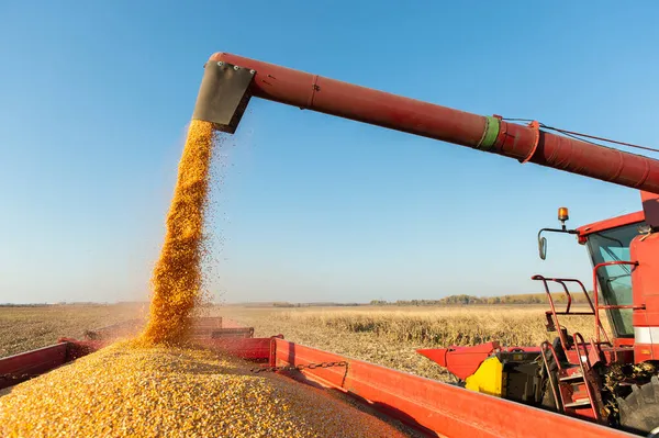 Maiskorn Nach Ernte Auf Feld Traktoranhänger Gegossen — Stockfoto