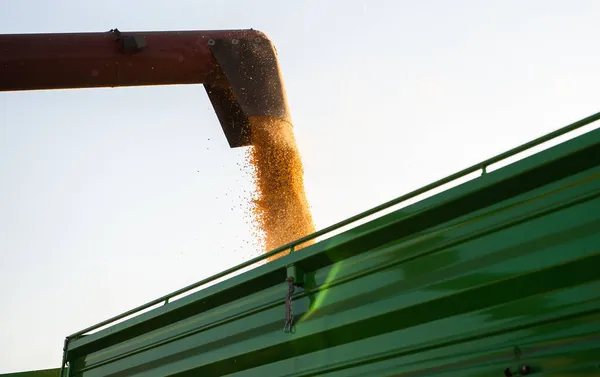 Verter Grano Maíz Remolque Tractor Después Cosecha Campo —  Fotos de Stock