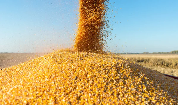 Despejando Grãos Milho Reboque Trator Após Colheita Campo — Fotografia de Stock