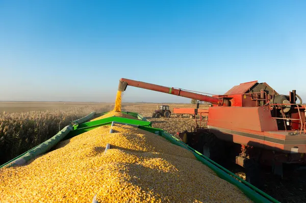 Pouring Corn Grain Tractor Trailer Harvest Field — Stock Photo, Image