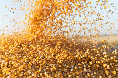 Traktör römorkuna mısır döken bir buğday.