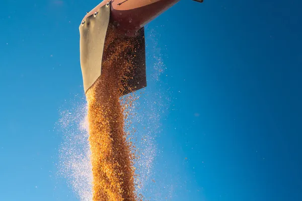 Grain Auger Combine Pouring Corn Tractor Trailer — Stock Photo, Image