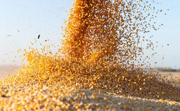 Grain Auger Combine Pouring Corn Tractor Trailer — Stock Photo, Image