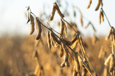 soya fasulyesi bitki alanını kapat