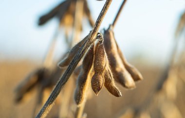 soya fasulyesi bitki alanını kapat