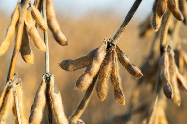 soya fasulyesi bitki alanını kapat