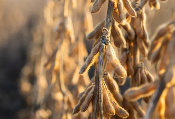 Close Soy Bean Plant Field — Stock Photo, Image