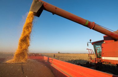 Traktör römorkuna mısır döken bir buğday.