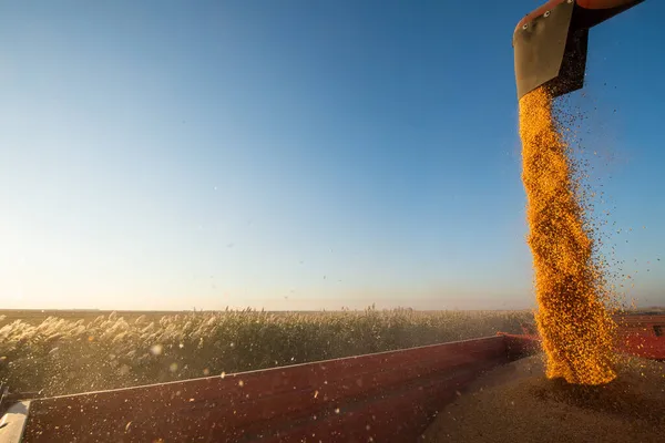 Graan Vijzel Van Combineren Gieten Maïs Trekker Trailer — Stockfoto