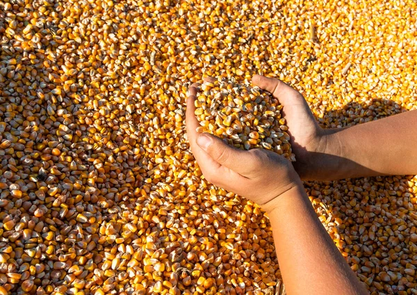 Agricultor Segurando Grãos Milho Suas Mãos Reboque Trator Após — Fotografia de Stock