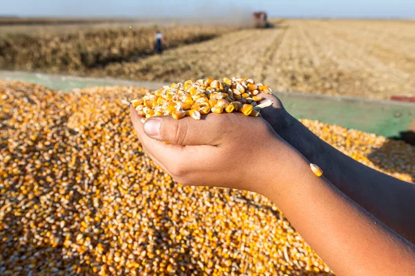 Landwirt Hält Maiskörner Der Hand Traktoranhänger — Stockfoto