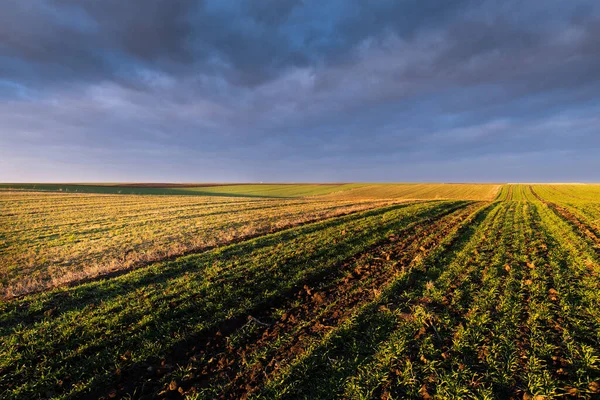 Vackert Morgonlandskap Solnedgång Över Unga Gröna Spannmål Fält — Stockfoto