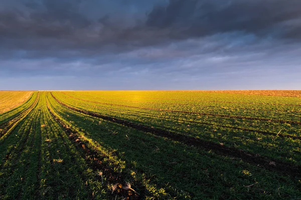 Beautiful Morning Landscape Sunset Young Green Cereal Field — Stockfoto