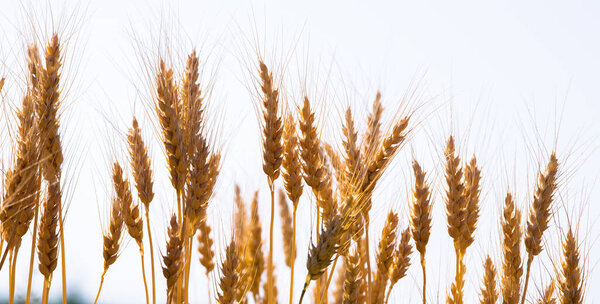 Ripe ears of wheat in field during harvest close up. Agriculture summer landscape.