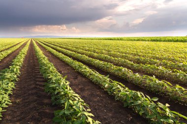 Gün batımında açık soya fasulyesi tarlası. .