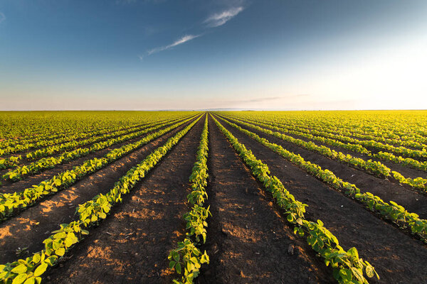 Open soybean field at sunset.Soybean field .