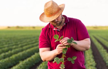 Soya tarlasında çiftçi. Büyüme, açık hava.