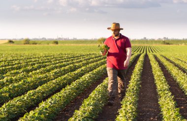 Soya tarlasında çiftçi. Büyüme, açık hava.