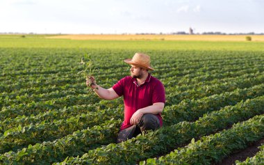 Soya tarlasında çiftçi. Büyüme, açık hava.